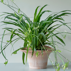 Daisy ruukku on nimetty Tanskan kuningatar Margaretan mukaan.