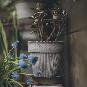 Vaikka harmaa Simona ruukku on muotoilultaan romanttinen, se sopii myös moderniin ja pelkistettyyn ympäristöön.