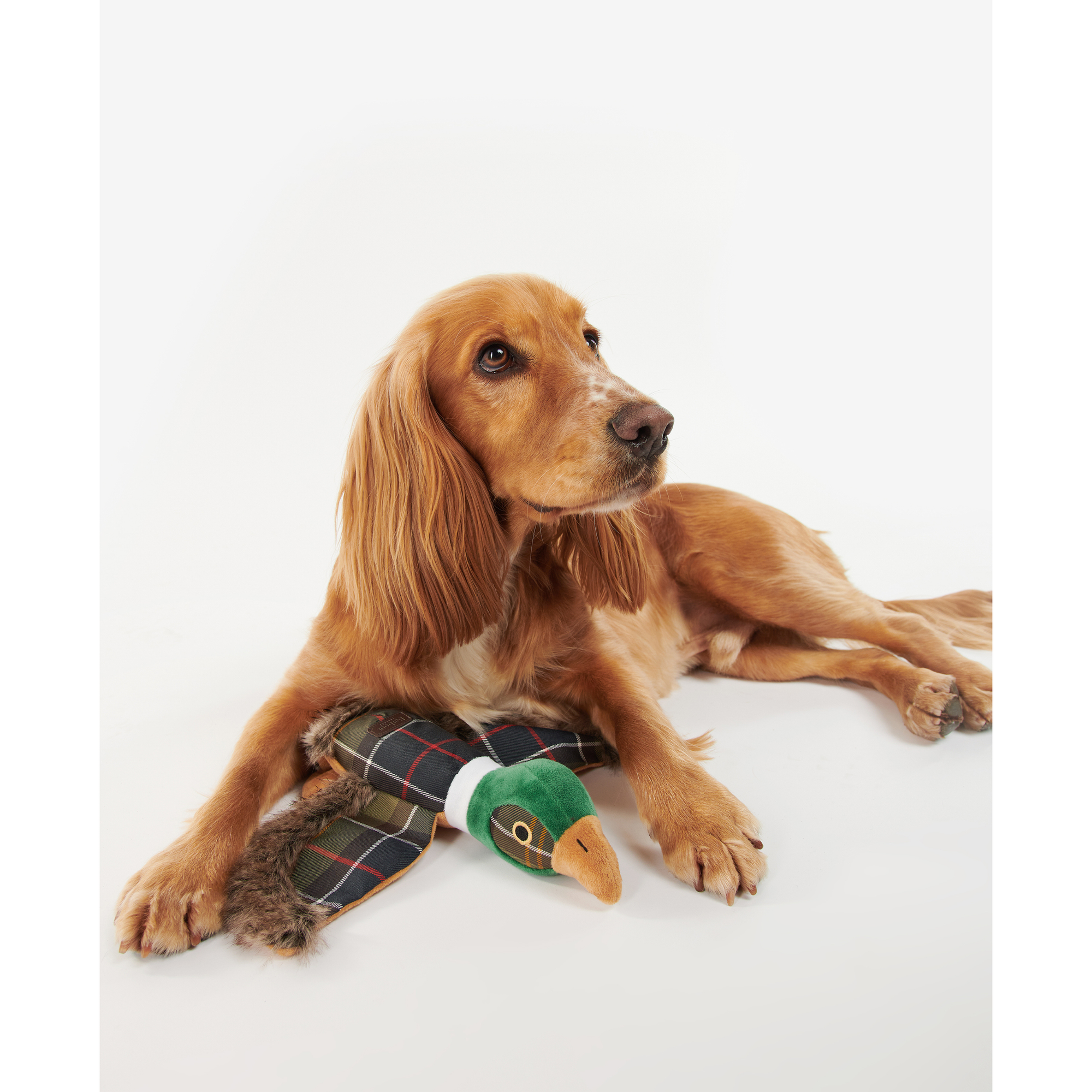 Barbour Pheasant Dog Toy koiran lelu