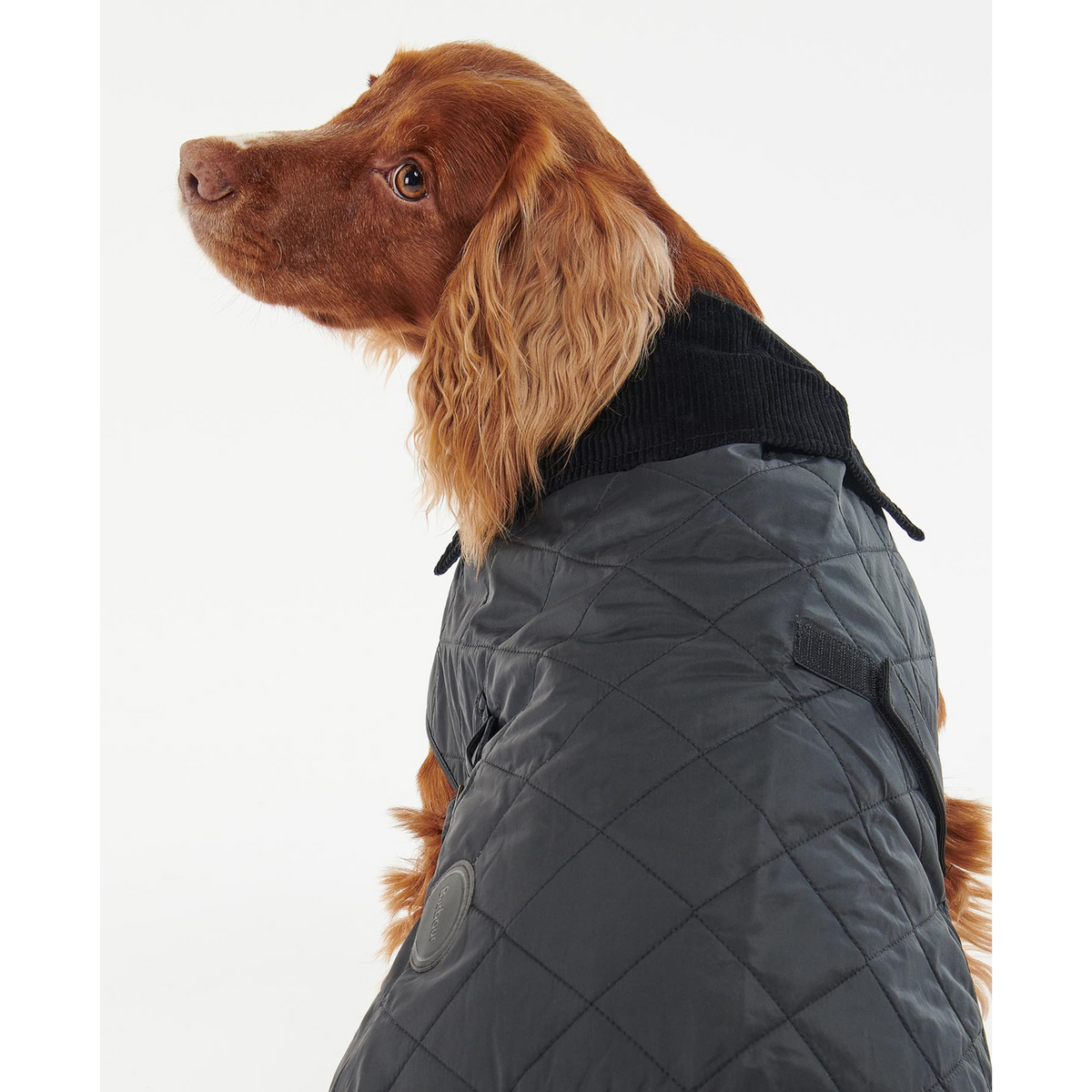 Mustassa tikatussa koirantakissa on musta samettikaulus.