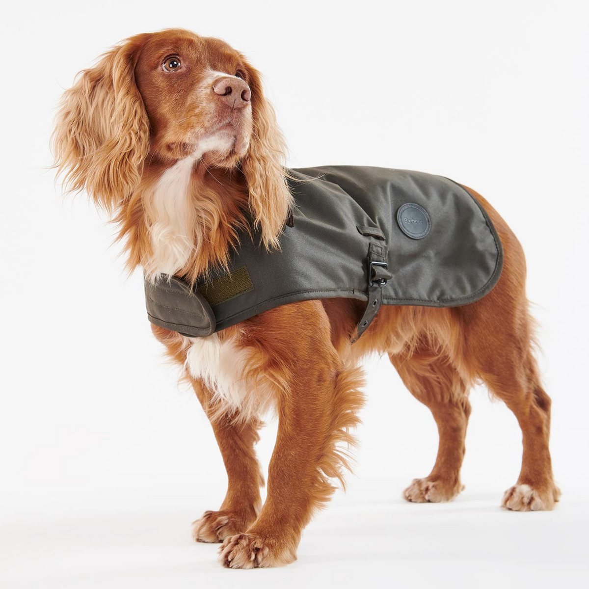 Kuvassa koiran päällä on klassisen tyylikäs öljykangastakki joka sopii sekä kaupunkilais- että maalaiskoirille.