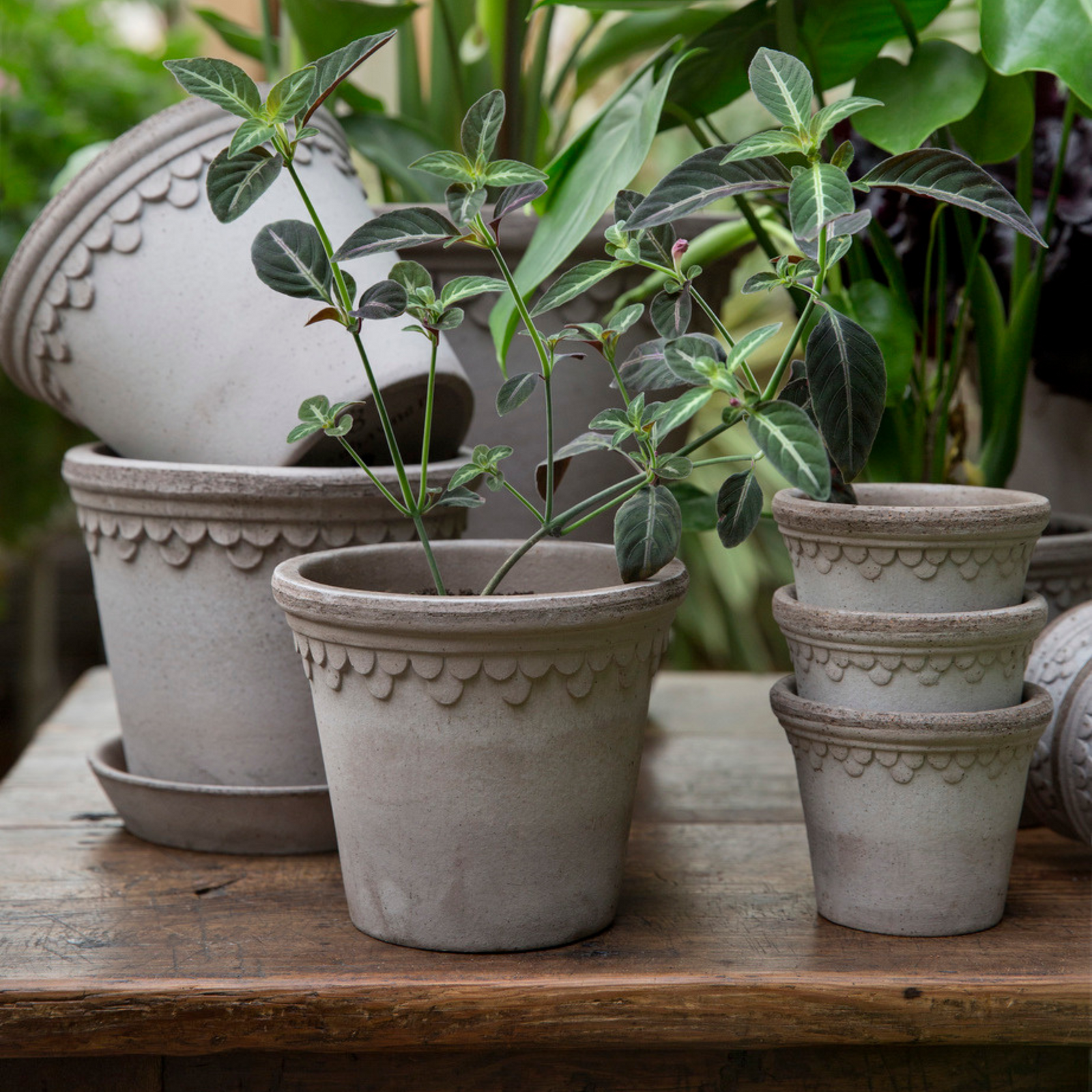 Kobenhavner ruukkuja on useita eri kokoja.