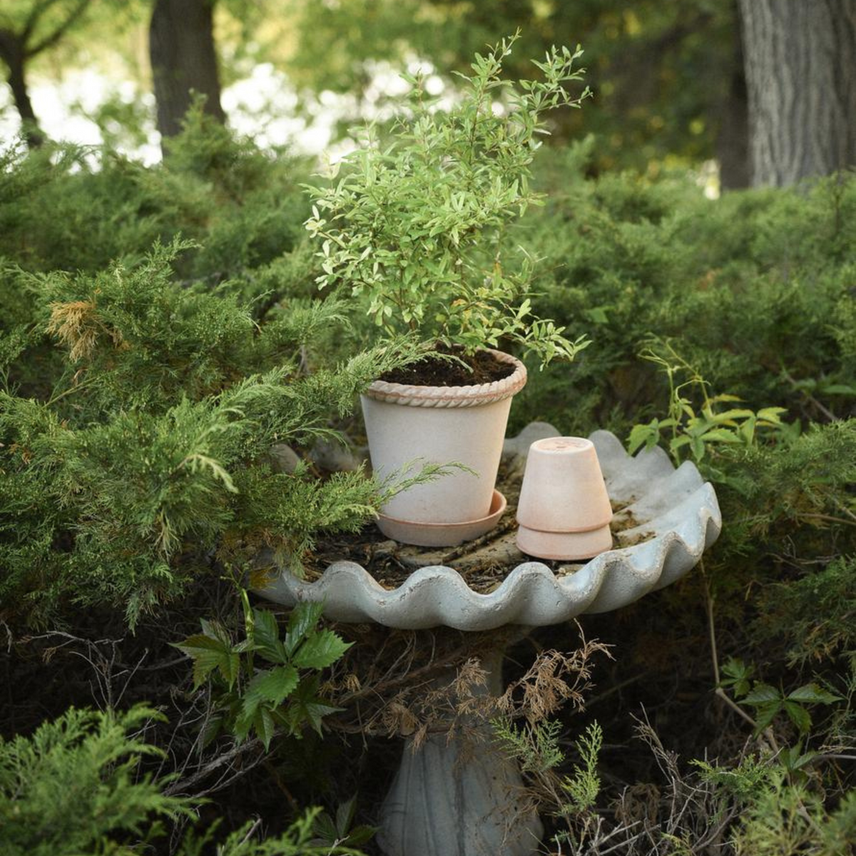 Emilia ruukku on valmistettu hengittävästä savesta ja kasvit viihtyvät siinä hyvin.