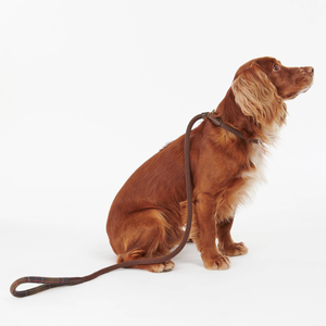 Kuvassa koiralla on Barbour Trimmed Slip Dog Lead pannan ja taluttimen yhdistelmä.